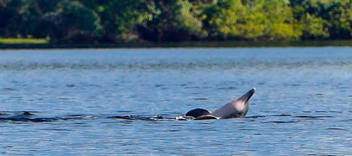 Reserva Nacional Pacaya Samiria (6D/5N)