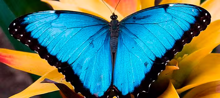 Mariposario